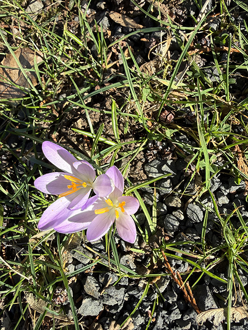 봄을 찾아 나선 산책길. 수녀님들이 묻히신 무덤가에 피어난 조그만 아름다운 꽃은 봄을 머금었다. 죽음안에 생명이 깃든다는 진리, 그래서 예수님의 수난과 부활은 봄이어야 하는가 하는 생각을 한다. ⓒ박정은<br>